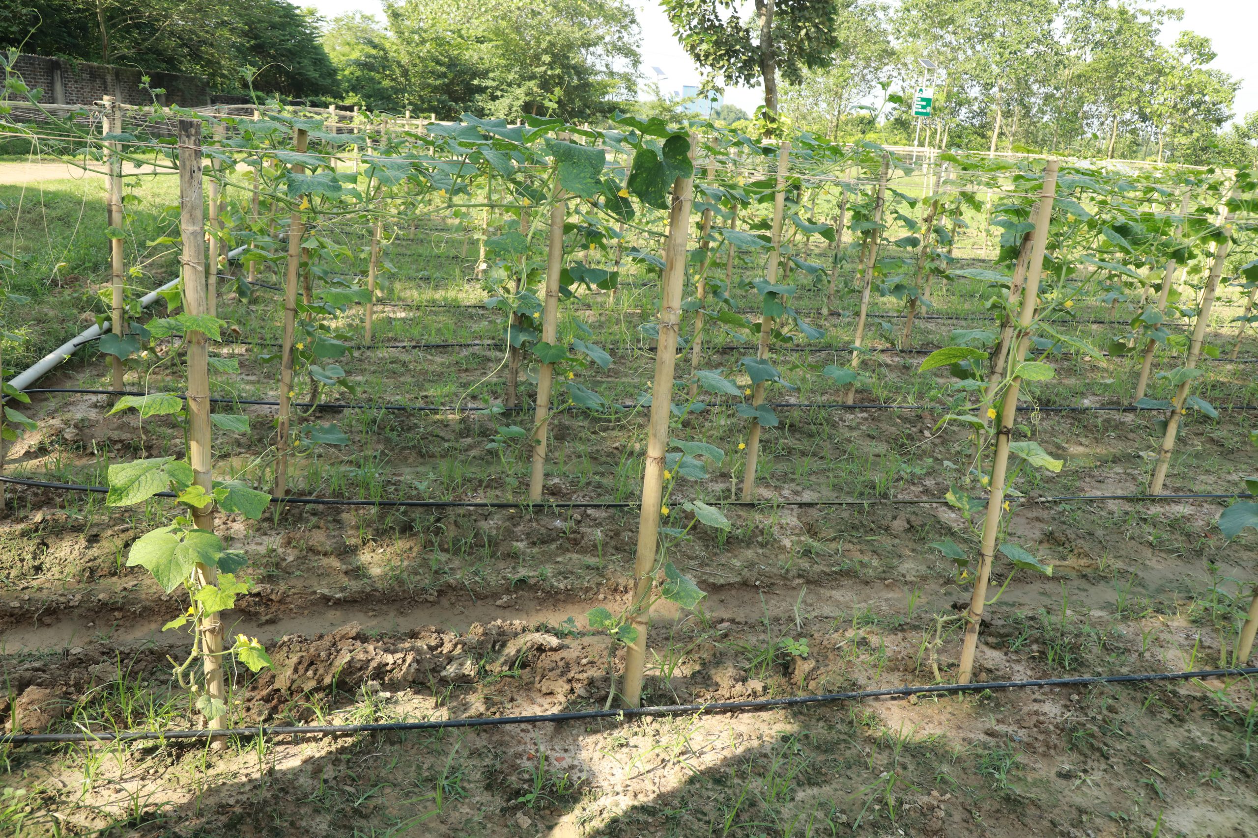 Drip Irrigation System in Agriculture