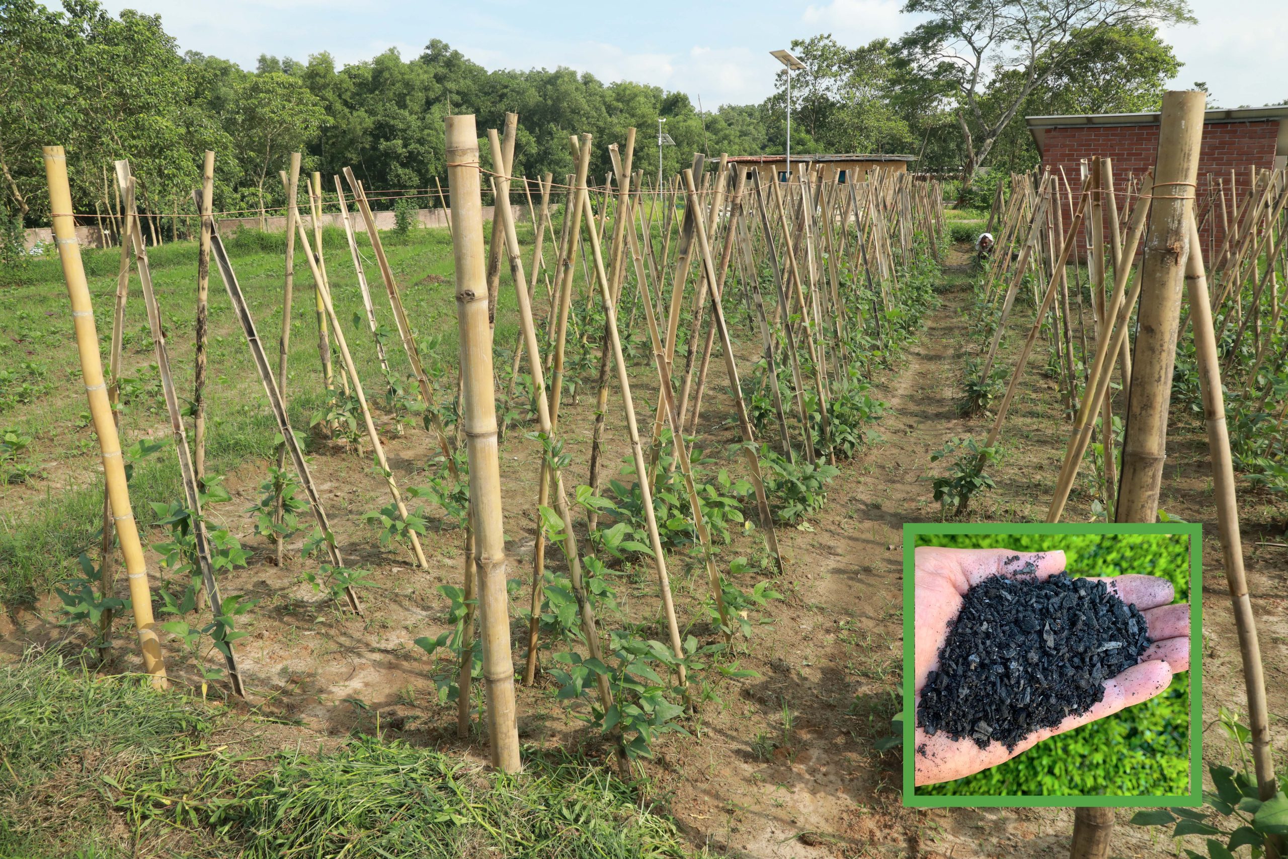 Cultivation of Vegetables Using Biochar