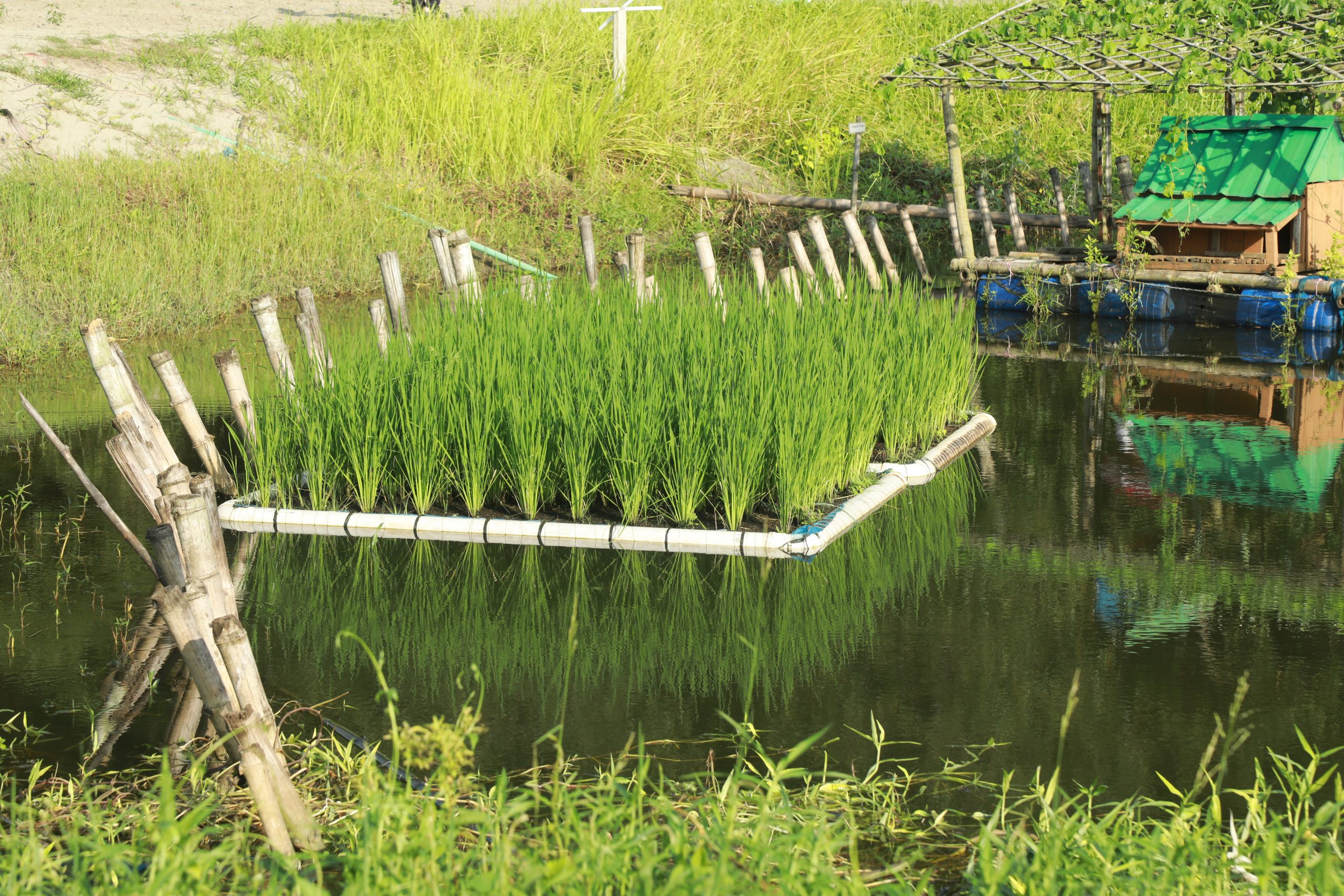Floating Rice Cultivation