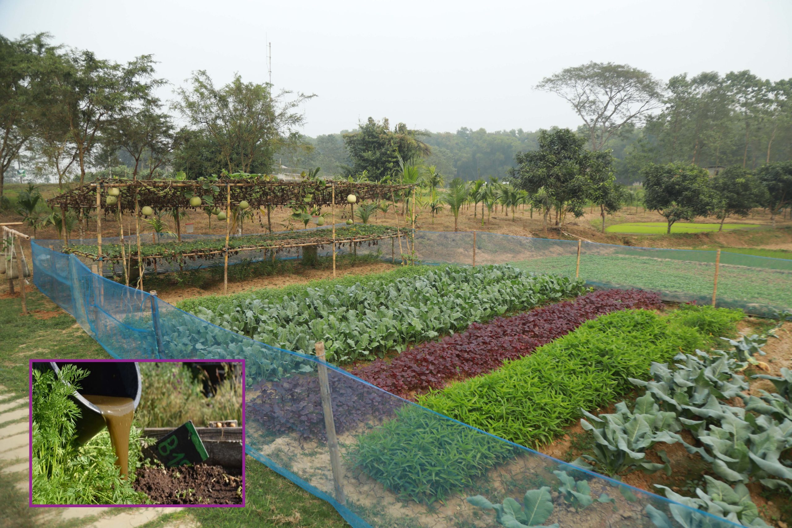 Vegetable Cultivation Using Bio Slurry